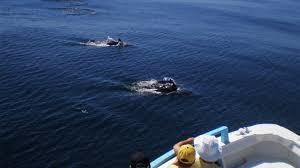 Alborán Explorer, The Dolphin Boat